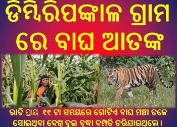 ଡିମ୍ବିରିପଙ୍କାଳ ଗ୍ରାମ ରେ ବାଘ ଆତଙ୍କ