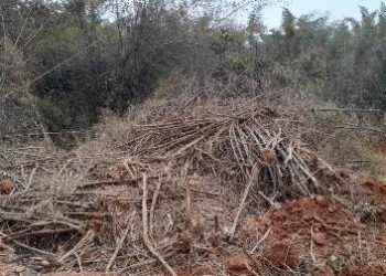 ନିର୍ମୂଳ ହେବାକୁ ଯାଉଛି ଦଶପଲା ର ବାଉଁଶ ବଣ