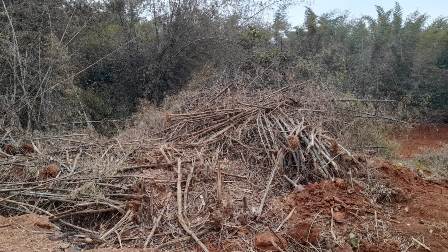 ନିର୍ମୂଳ ହେବାକୁ ଯାଉଛି ଦଶପଲା ର ବାଉଁଶ ବଣ