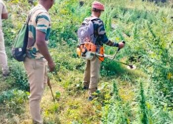 ମୋହନା ଥାନା ଅଂଚଳରେ ୬୨ଏକର ଗଞ୍ଜେଇ ଚାଷ ନଷ୍ଟ କଲେ ପୋଲିସ