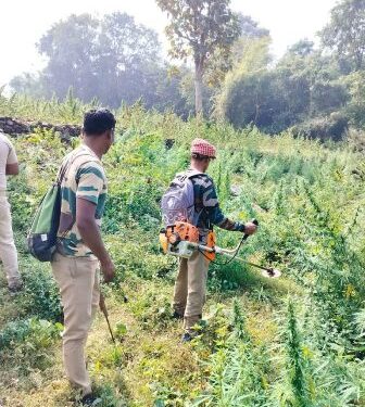 ମୋହନା ଥାନା ଅଂଚଳରେ ୬୨ଏକର ଗଞ୍ଜେଇ ଚାଷ ନଷ୍ଟ କଲେ ପୋଲିସ