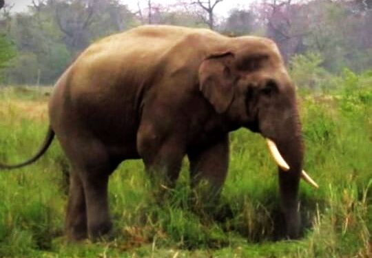 କୋରାଇ ଅଂଚଳରେ ହାତୀ ଆକ୍ରମଣରେ ଜଣେ ମୃତ : ସ୍ଥାନୀୟ ଅଂଚଳରେ ବ୍ୟାପକ ଫସଲ କ୍ଷତି ଜଗିରହିଛି ବନବିଭାଗ – ମୃତଙ୍କ ପରିବାରକୁ ୬ଲକ୍ଷଟଙ୍କା କ୍ଷତିପୁରଣ ଘୋଷଣା  