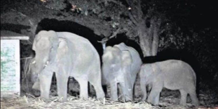 ଗାଁ ପାଖରେ ହାତୀ ପଲ ଭୟରେ ଲୋକେ ତଟସ୍ଥ