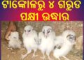 ଟାଙ୍କୋଳରୁ ୪ ଗରୁଡ ପକ୍ଷୀ ଉଦ୍ଧାର