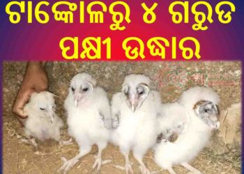 ଟାଙ୍କୋଳରୁ ୪ ଗରୁଡ ପକ୍ଷୀ ଉଦ୍ଧାର