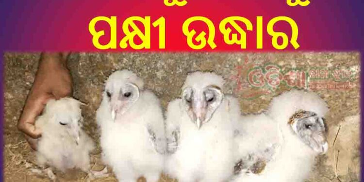 ଟାଙ୍କୋଳରୁ ୪ ଗରୁଡ ପକ୍ଷୀ ଉଦ୍ଧାର