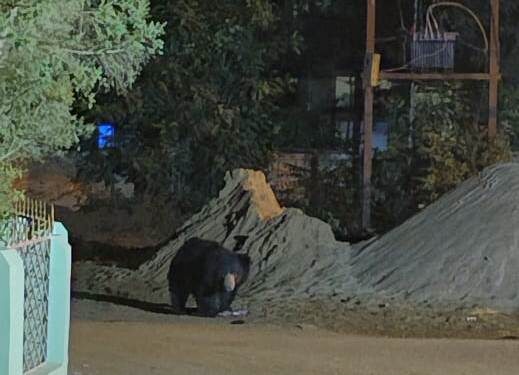 ଭୁବନ ରେ ଭାଲୁ ଆତଙ୍କ