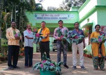 କୃଷି ବିଜ୍ଞାନ କକନ୍ଦ୍ର ପରିସରକର ବାଇଗଣୀ ଫୁଲକୋବି ଚାଷ