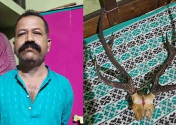 ବଡଚଣା ପୋଲିସ ଦ୍ୱାରା ଚଣ୍ଡିଖୋଲ ଠାରୁ ହରିଣ ସିଙ୍ଗ ଜବତ – ଜଣେ ଗିରଫ