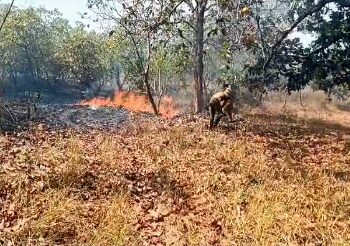 ଜଙ୍ଗଲ ନିଆଁରୁ ଜଳିଗଲା ଫାର୍ମ ହାଉସ