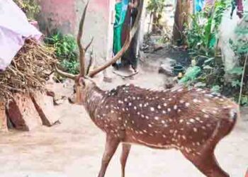 ବୈରୀ ଗ୍ରାମରୁ ହରିଣ ଉଧ୍ଯାର କଲେ ଜଙ୍ଗଲ ବିଭାଗ କର୍ମଚାରୀ