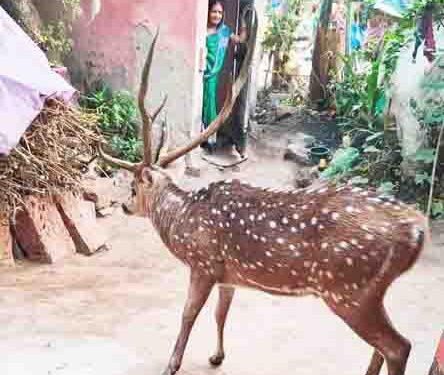ବୈରୀ ଗ୍ରାମରୁ ହରିଣ ଉଧ୍ଯାର କଲେ ଜଙ୍ଗଲ ବିଭାଗ କର୍ମଚାରୀ