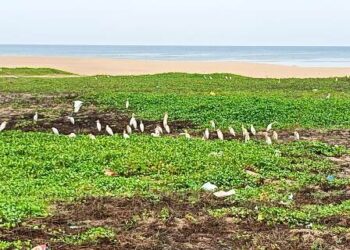 ପୁରୀ ପ୍ରଗତି ର ନିକଛ ଦୃଶ୍ୟ : ନୀଳାଦ୍ରି ପାର୍କ ନିକଟ ବିଚ ରେ କାଉ, କୁକୁର ଓ ବାଗମାନଙ୍କ ମହାମିଳନ