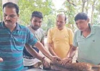 କୁକୁରଙ୍କ ଦ୍ୱାରା ଆହତ ହୋଇଥିବା ହରିଣକୁ ଗଜପତି ବନ ବିଭାଗ ଉଦ୍ଧାର କରି ଚିକିତ୍ସା କଲେ
