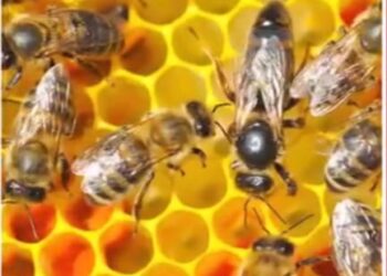 ମହୁମାଛି ଆକ୍ରମଣରେ ୯ ଆହତ