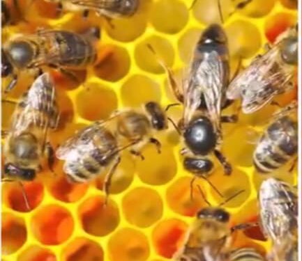 ମହୁମାଛି ଆକ୍ରମଣରେ ୯ ଆହତ