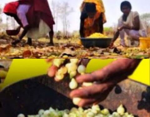 ମହୁଲ ଫୁଲର ଅଭାବୀ ବିକ୍ରି ଦଲାଲ ମାଲାମାଲ ; ସୁଖନିଦ୍ରାରେ ଅବକାରୀ ବିଭାଗ