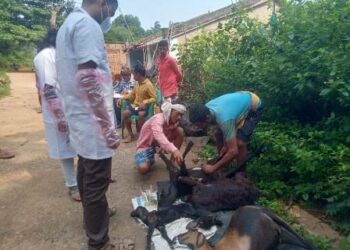 ବଜ୍ରାଘାତରେ ୫ଟି ଛେଳି ମୃତ୍ୟ