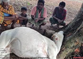 ବଜ୍ରାଘାତରେ ଗାଈ ମୃତ୍ୟ