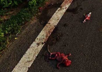 ନବଜାତ ଶିଶୁକନ୍ୟାକୁ ରାସ୍ତାରେ ଫୋପାଡ଼ି ମା ଚମ୍ପଟ : କ୍ଷତବିକ୍ଷତ ମୃତ ଦେହ ଉଦ୍ଧାର