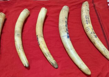 ସାତଜଣ ହାତୀଦାନ୍ତ ବେପାରୀଙ୍କୁ ଗିରଫ କରିଛି ବନ ବିଭାଗ