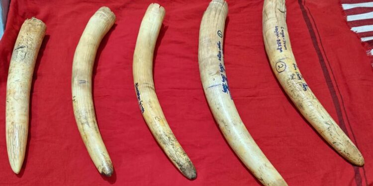 ସାତଜଣ ହାତୀଦାନ୍ତ ବେପାରୀଙ୍କୁ ଗିରଫ କରିଛି ବନ ବିଭାଗ