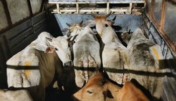 ବେଆଇନ ଗୋଚାଲାଣରେ ପିକପ ସମେତ ୨୫ଟି ବଳଦ ଜବତ