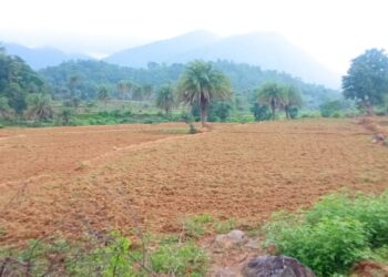 ଚାଷ ଜମିରେ ଶୁଖିଲା ପନ୍ତାରେ ଚାଷୀ ଅନ୍ତଃସନ୍ତ