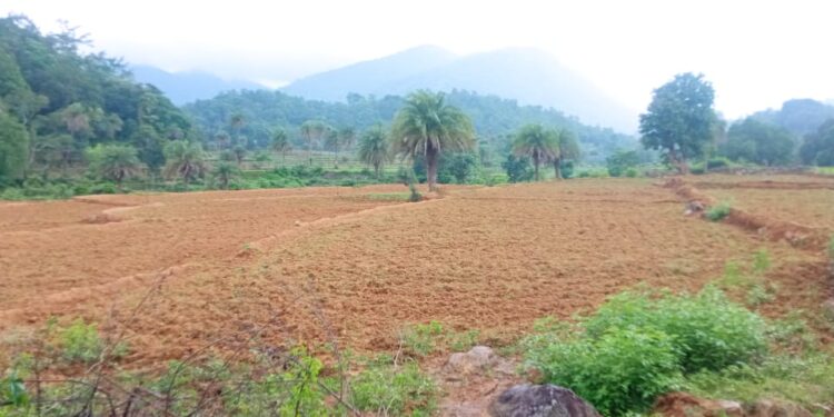 ଚାଷ ଜମିରେ ଶୁଖିଲା ପନ୍ତାରେ ଚାଷୀ ଅନ୍ତଃସନ୍ତ