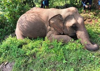 ସିମିଳିପାଳ ହାତୀର ମରଶରୀର ଠାବ,ହାତୀ ମୃତ୍ୟୁର କାରଣ ରହିଛି ଅସ୍ପଷ୍ଟ