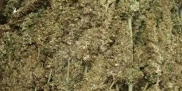 ଗଜପତି ଜିଲ୍ଲାରୁ ଆନ୍ଧ୍ରକୁ ୨୧୦ କେଜି ଗଞ୍ଜେଇ ଚୋରାଚାଲାଣ ବେଳେ ଜବତ ଜଣେ ଗିରଫ ଅଟୋ ଜବତ