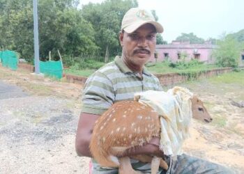 ଜଙ୍ଗଲରେ ଖାଦ୍ୟ ଅଭାବ : ହରିଣ ଏବେ ଜନବସତି ମୁହାଁ
