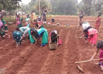 ଗେଣ୍ଡୁ ଫୁଲ ଚାଷର କ୍ଷେତ୍ର ପ୍ରଶିକ୍ଷଣ କାର୍ଯ୍ୟକ୍ରମ