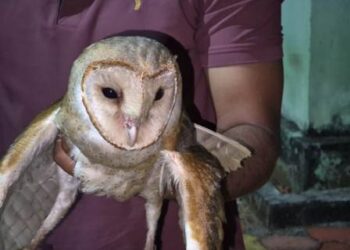 ଭାଲୁ ଡୁଙ୍ଗୁରୀ ଗାଁ ରୁ ବିରଳ ପେଚା ଉଦ୍ଧାର