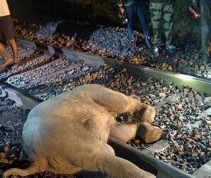 ବନ୍ଧମୁଣ୍ଡା : ଟ୍ରେନ୍ ଧକ୍କାରେ ହାତୀ ମୃତ