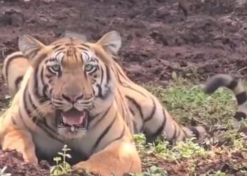 ପ୍ରଥମ ଶିକାର କଲା ଶିମିଳିପାଳ ଆସିଥିବା ନୂଆ ବାଘୁଣୀ ଯମୁନା