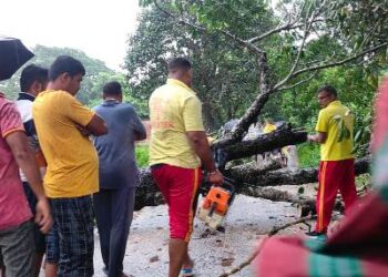 ନିଆଳି ପୋଖରୀଗାଁରେ ବାତ୍ୟା ପ୍ରଭାବରେ ରାସ୍ତାଉପରେ ଉପୁଡି ପଡ଼ିଲା ବିରାଟକାୟ ଗଛ