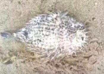 କୋଣାର୍କ ଚନ୍ଦ୍ରଭାଗା ସମୁଦ୍ର କୂଳରେ ବିରଳ ପ୍ରଜାତି ର ମାଛ