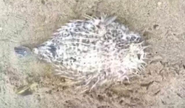 କୋଣାର୍କ ଚନ୍ଦ୍ରଭାଗା ସମୁଦ୍ର କୂଳରେ ବିରଳ ପ୍ରଜାତି ର ମାଛ