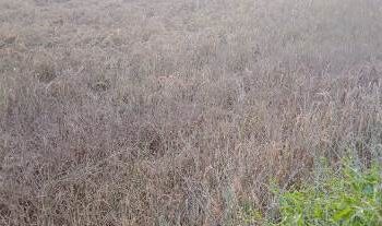 ଖପ୍ରାଖୋଲ ଅଂଚଳ ରେ ମରୁଡି ପଦଧ୍ୱନି