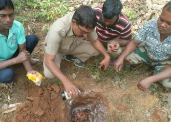 ବନପାଳଙ୍କ ଦ୍ଵାରା ବାରହା ମାଂସ ଜବତ – ଅଭିଯୁକ୍ତ ଫେରାର