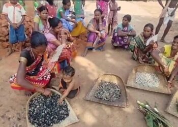 ଆମ୍ବ ଟାକୁଆ ଜାଉ ର ପୁନରାବୃତ୍ତି : ଚାରି ମାସ ହେବ ମିଳିନି ଚାଉଳ – ଖୁର୍ସା, କରଡ଼ି ଓ ମକାରେ ବିତୁଛି ଆଦିବାସୀଙ୍କ ଜୀବନ