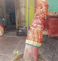 ପ୍ରକୃତି ଓ ପରମ୍ପରାର ନିଆରା ପର୍ବ ବକୁଳ ଅମାବାସ୍ୟା