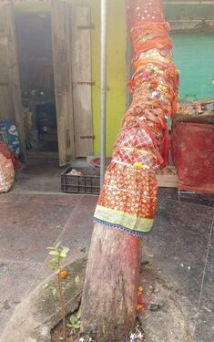 ପ୍ରକୃତି ଓ ପରମ୍ପରାର ନିଆରା ପର୍ବ ବକୁଳ ଅମାବାସ୍ୟା