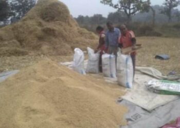 ଲଘୁଚାପ ବର୍ଷାରେ କ୍ଷେତ ଓ ଖଳାରେ ଭିଜୁଛି ପାଚିଲା ଧାନ: ଚିନ୍ତାରେ ଚାଷୀ କୂଳ
