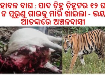 ଏକ ବର୍ଷ ପରେ ପାରଳାଖେମୁଣ୍ଡି ବନାଞ୍ଚଳକୁ ଫେରିଲା ମହାବଳ ବାଘ : ପାଦ ଚି଼ହ୍ନ ଚି଼ହ୍ନଟର ୧୨ ଘଣ୍ଟା ନ ପୂରୁଣୁ ଗାଇକୁ ମାରି ଖାଇଲା – ଭୟ ଆତଙ୍କରେ ଅଞ୍ଚଳବାସୀ