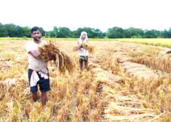 ବର୍ଷାରେ ଭିଜୁଛି ବର୍ଷଯାକର ଦାନା,ଓଦା ଧାନର ମାନକୁ ନେଇ ଚାଷୀ ମନରେ ଚିନ୍ତା