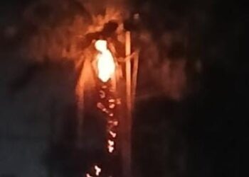 ବିଦ୍ୟୁତ୍ ସର୍ଟସର୍କିଟ ଯୋଗୁଁ ଜଳିଗଲା ନଡ଼ିଆ ଗଛ