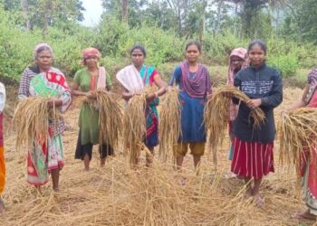 ପେଙ୍ଗଲ ବାତ୍ୟା ପ୍ରଭାବ ରେ ମୋହନା ବ୍ଲକ ବିଜୟପୁର ଗାଁ ରେ ଚିନ୍ତାରେ ଚାଷୀ