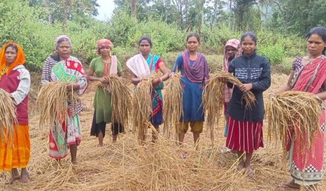 ପେଙ୍ଗଲ ବାତ୍ୟା ପ୍ରଭାବ ରେ ମୋହନା ବ୍ଲକ ବିଜୟପୁର ଗାଁ ରେ ଚିନ୍ତାରେ ଚାଷୀ